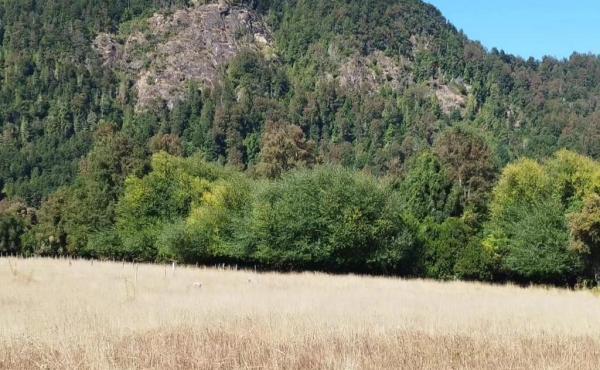 montaña llena de abundante vegetación y árboles nativos