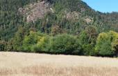 montaña llena de abundante vegetación y árboles nativos