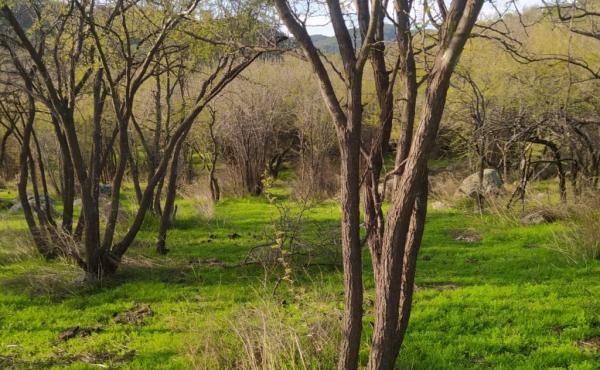 Bellas parcelas de 5000 metros²ubicadas en placilla sexta región lugar tranquilo para vivir 